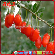 Excelente siyah goji berry a granel bayas de goji a granel bayas de goji con precio razonable